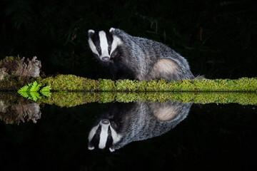 Aufkleber - A badger sits by the side of a pool at night, facing forward. It is reflected in the still water