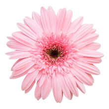 Pink Gerbera Flower Isolated With Clipping Path