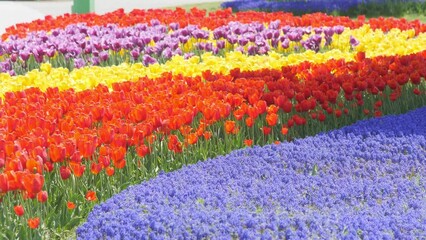 Wall Mural - Flower carpet of multi colored tulip flowers in spring
