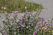 Flowering greater musk-mallow (Malva alcea) of the family Malvaceae, or the mallows. On the verge, along the street. Summer, July, Netherlands.
