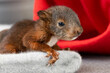 Eichhörnchen Baby