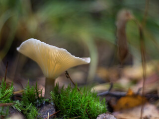 a bright, beautiful mushroom, a mace-footed talker growing in the forest