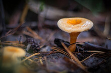 A Bright, Beautiful Mushroom, A False Chanterelle Growing In A Dark Forest