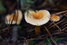 A Beautiful Mushroom, A False Chanterelle Growing In A Dark Forest
