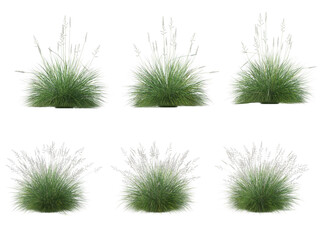 Canvas Print - Grass on a transparent background
