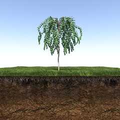 Wall Mural - tree on the grass and a slice of soil under it, 3d render