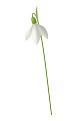 Sticker - Realistic Snowdrop Illustration