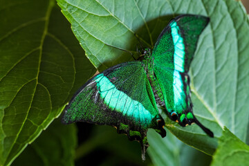 Wall Mural - Emerald Swallowtail - Papilio palinurus, beautiful green and black butterfly from Malaysia forests.