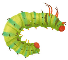 Caterpillar Watercolor Hand-painted On Transparent Background