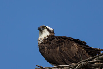 Canvas Print - The Osprey (Pandion haliaetus) sitting on the edge of the artificial nest,near lake Michigan in Wisconsin