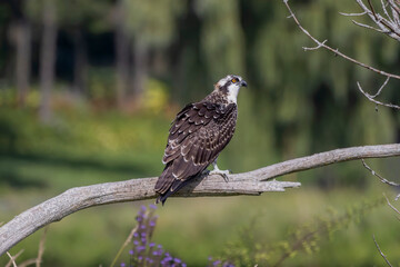 Sticker - The Osprey (Pandion haliaetus) known as fish eagle, river eagle.