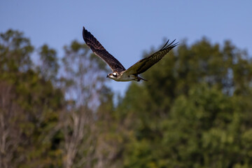 Wall Mural - The Osprey (Pandion haliaetus) in flight