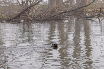 Poster - The North American river otter (Lontra canadensis) also known as the northern river otter or common otter