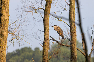 Wall Mural - Great Blue Heron (Ardea herodias)  is the largest American heron hunting small fish, insect, rodents, reptiles, small mammals, birds and especially ducklings.