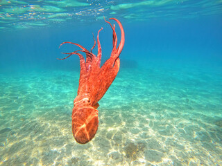 Wall Mural - Underwater octopus swimming in crystal clear Mediterranean sea