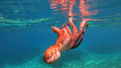 Underwater octopus swimming in crystal clear Mediterranean sea