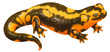 salamander watercolor illustration