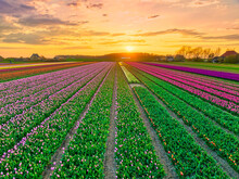 Sunset Over Dutch Bulbfields - Tulips - Agriculture - Rural