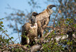African white-backed vultures (Gyps africanus), in a tree in the African savannah of South Africa, these African carnivorous and scavenging birds live wildly and watch out for predator victims.
