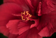 © Milou Dirks - closeup macro of inside of red tropical hibiscus flower: petals, pistil and stamens
