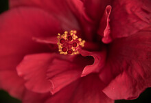 Closeup Macro Of Inside Of Red Tropical Hibiscus Flower: Petals, Pistil And Stamens