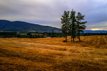 Wall Mural - Wheat field landscape at sunrise in Armstrong of British Columbia, Canada. Fur trees in the golden meadows.