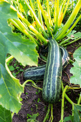 Sticker - Juicy green zucchini ripening in the garden in summer