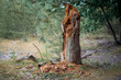 © Kristof - Dead tree trunk starting to rot and decompose in the forest