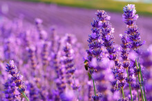 Beautiful Lavender Flowers Close Up On A Field