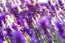 Beautiful Lavender Flowers Close Up On A Field
