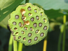 Close Up Of Lotus Seed Pod