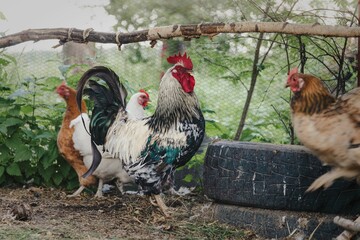 Sticker - Closeup of chickens on the farm.