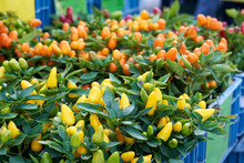 Yellow, Orange And Red Chilli Pepper Plants On Display At The Farmers Market