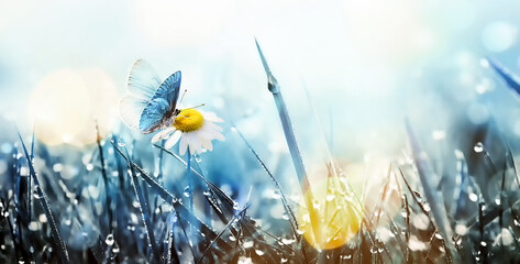 Wall Mural - wild daisy flower and butterfly in the meadow.