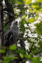 Sticker - Vertical shot of a northern goshawk