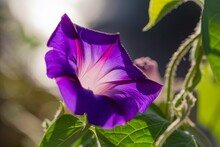 Closeup Of A Purple Morning Glory Blossom During Daytime With Sunlight