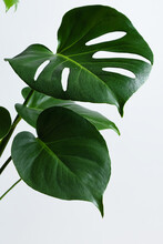 Beautiful Monstera Leaves Or Swiss Cheese Plant With Water Droplets On A White Background. Monsters In A Modern Interior. Minimalism Concept. Copy Space, Selective Focus