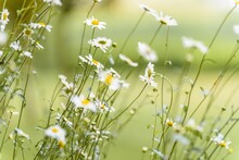 Closeup Shot Of Blooming Wild Daisies On A Field