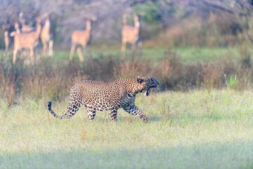 Poster - Wild Sri Lankan Leopard hunting for its prey in the wilderness