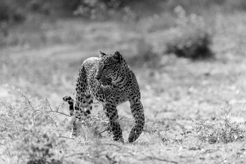 Poster - Grayscale shot of a wild Sri Lankan Leopard hunting for its prey in the wilderness