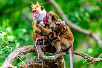 Sticker - Family of a Toque Macaque on a tree in the wild