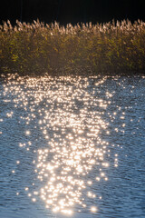Wall Mural - Sun reflection glittering in a lake