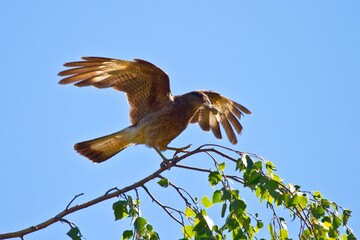 Sticker - Brown eagle perching on a tree branch