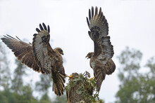 Golden Eagle Birds Soaring Over Tree In Nature