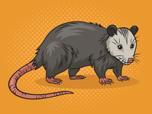 Opossum Possum Animal Pop Art Retro Vector Illustration. Comic Book Style Imitation.
