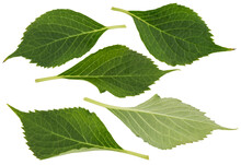 Green Hydrangea Leaves In Different Positions Cut Out (isolated) On A Transparent Background With White