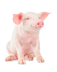 Wall Mural - Happy smiling baby pig isolated on white background.