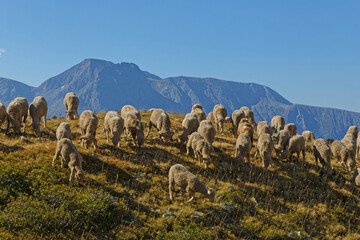 Wall Mural - A large flock of sheep roams the mountain pastures