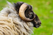Close Up Of A Sheep Ram