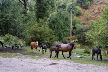 Wall Mural - herd of horses in the mountains